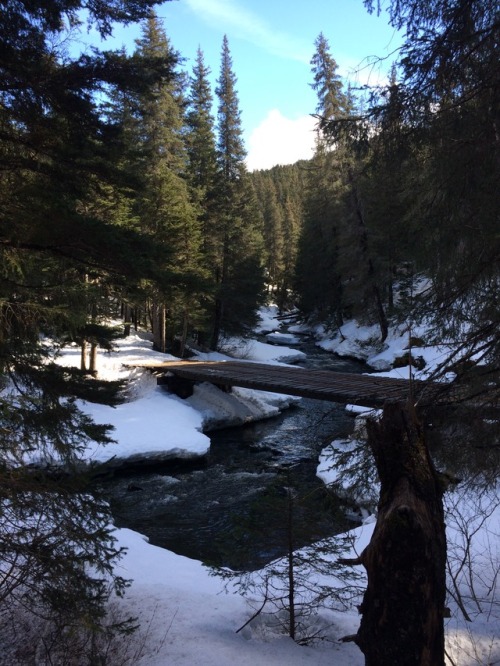 Upper and Lower Winner Creek TrailChugach Natl Forest The Winner Creek Trail is a soft sau