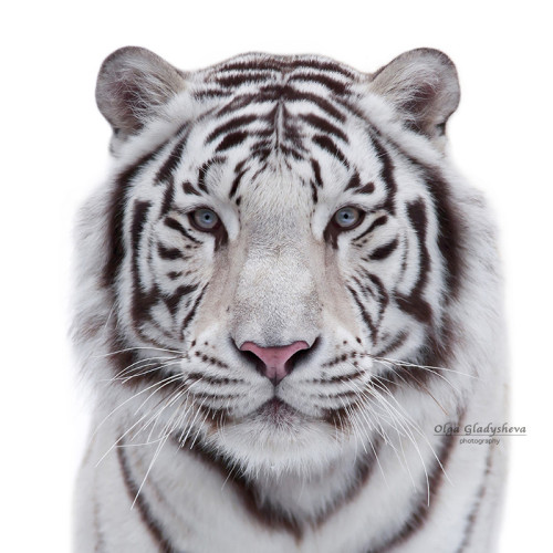 llbwwb:  (via 500px / Eye to eye by Olga Gladysheva)