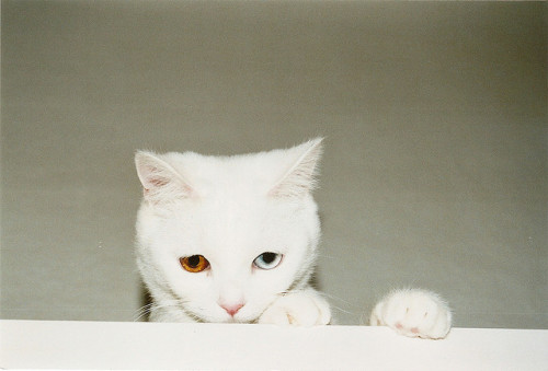 ieg:  Norbert by wikinga on Flickr. 