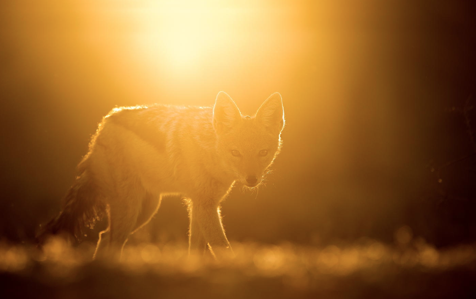 escapekit:  Wildlife Photography South African photographer Lee Bothma captures