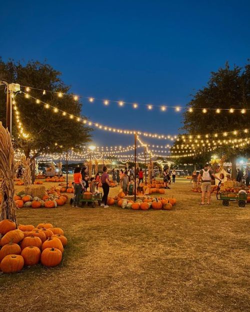 I Dont See How A Pumpkin Patch Could Be More Sincere Than This One. 