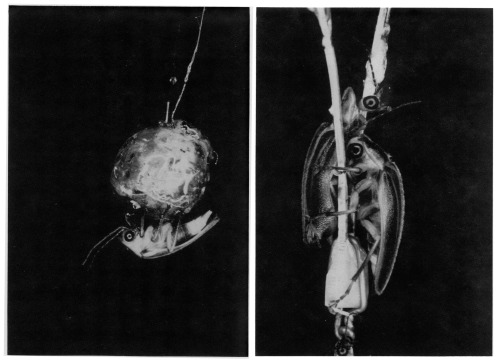 Fireflies attacked on a light-emitting decoys (The Florida Entomologist Vol. 73, No. 1, 1990).source