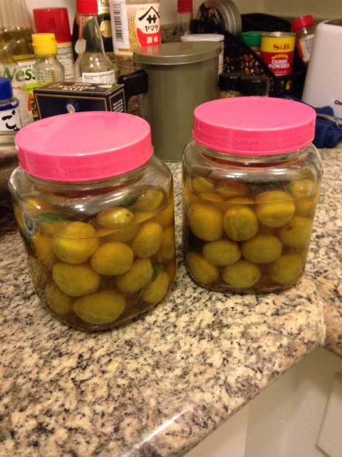 This year’s batch of pickles plums are looking good!!