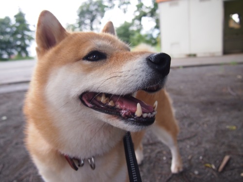 shibainu-komugi:今日の柴犬の小麦さん #shiba #dog #komugi #柴犬