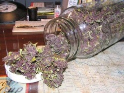 grow-your-weed:  Discover how to grow your