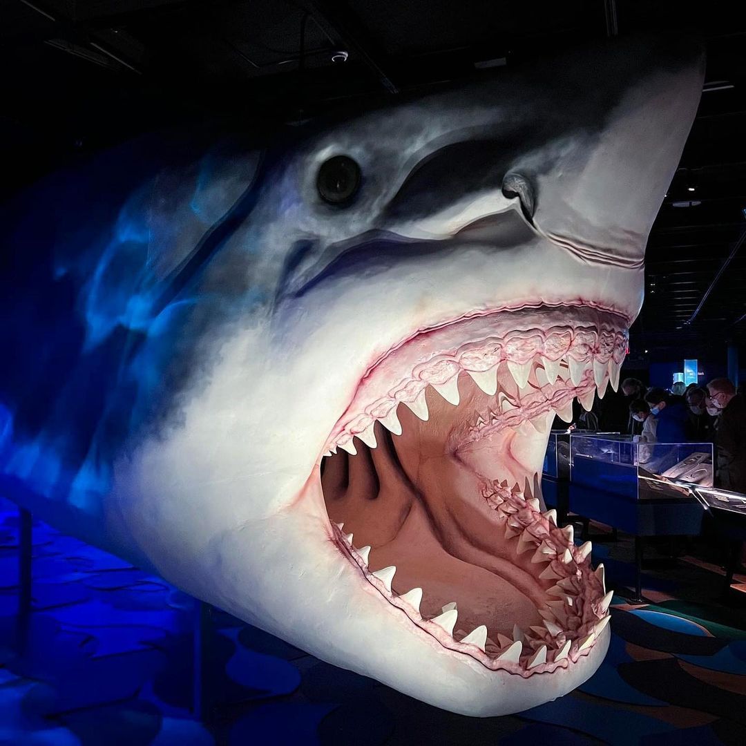 American Museum of Natural History — For the last day of our 12 Days of  Sharks series,...