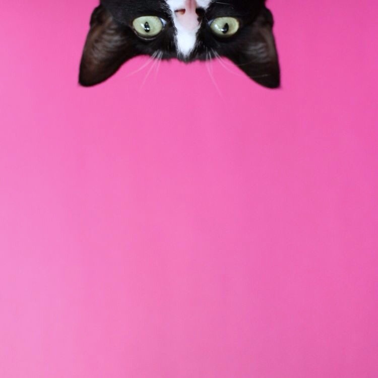 miss-mandy-m:  Princess Cheeto the cat photographed by Hugo Martinez.