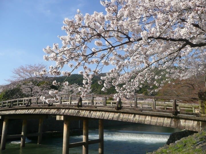 beifongkendo:Cherry blossoms in Kyoto (at Arashiyama and along the Philosopher’s