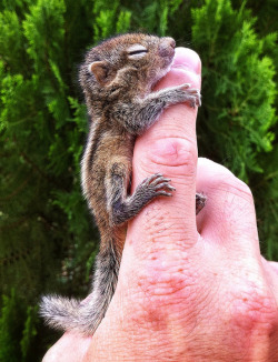 mothernaturenetwork:  Photo of the day: Abandoned baby squirrel gets a second chance Read little Rob’s story and see more photos of him. 