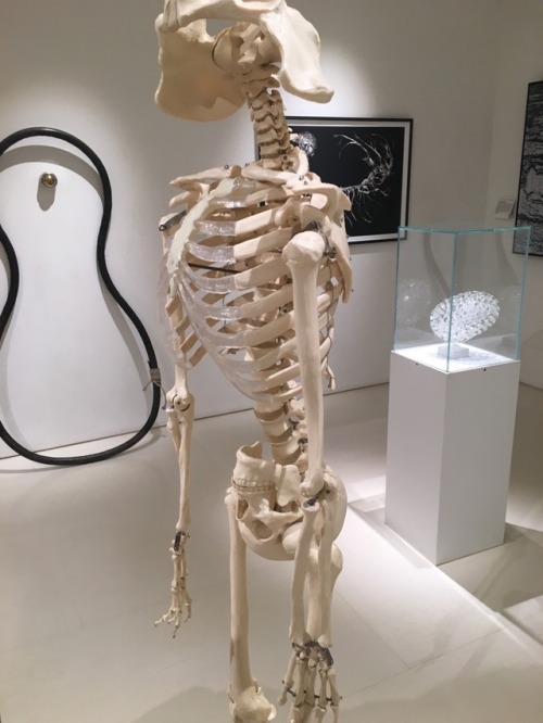 beanie-weenies:  lovelydeck:  reversecentaur: the fuck u looking at keep scrolling the head bones co