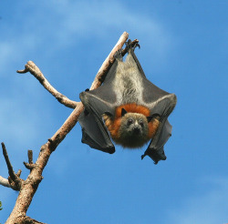theanimalblog:  Grey Headed Flying Fox. Photo by Chi Liu