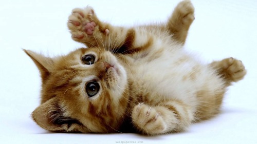 flapjackcat50:  Have some puppies and kittens  Cuteness overload :)
