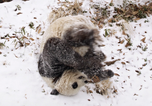 s4lvage:  National Zoo giant panda enjoys area’s first snow by Smithsonian’s National  Zoo