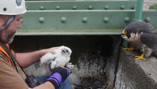 firewingedlion:typhlonectes:Audubon Society of Portland, OR:Yesterday morning, Audubon Society of Po