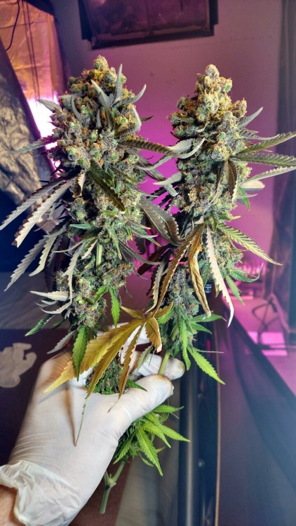 cassandrapickle:  By grower silhouet_te 