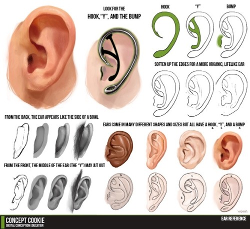slinkyputty:  Some hair and facial anatomy I’ve found. Various sources. 