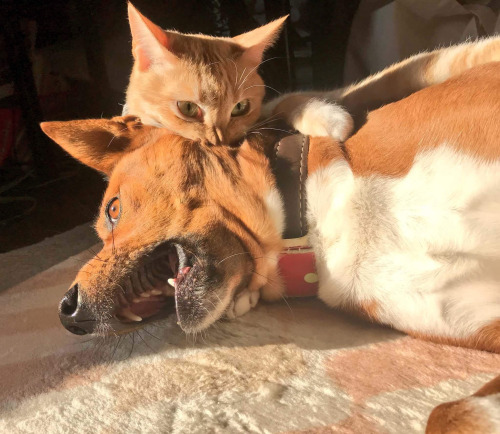 animalforum: Dingo viciously mauled by lion.