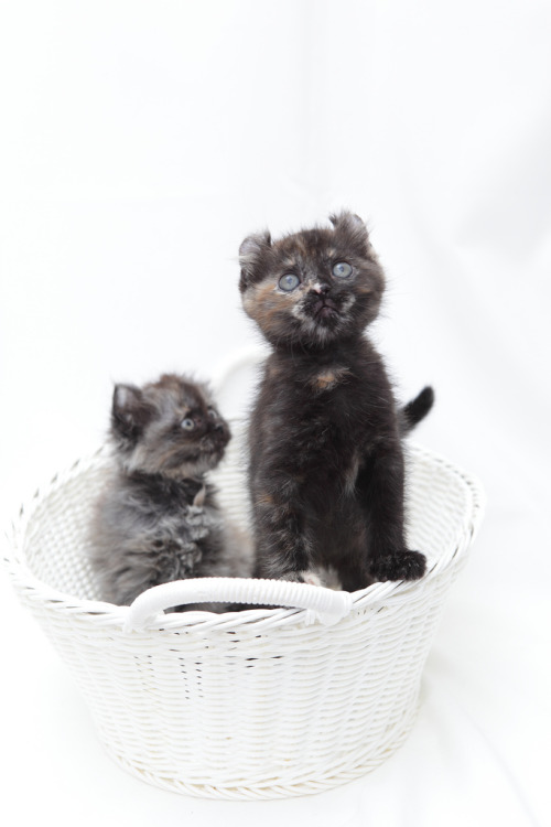 Tortoiseshell American Curl Kittens (by 20EURO)