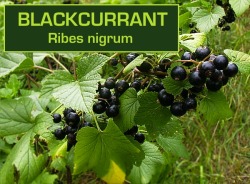 Biodiverseed:i Love The Sweet But Tart Berries In The Ribes Genus, Which Is Why I