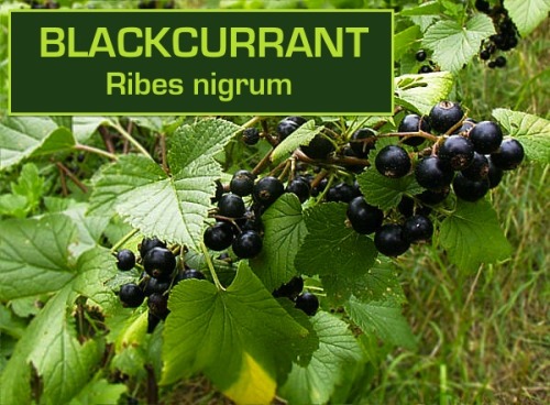 biodiverseed:I love the sweet but tart berries in the Ribes genus, which is why I have planted so many of them out in my ‘Berryland’ garden. They are generally tolerant of shade, so they make an excellent understory shrub below fruit-producing