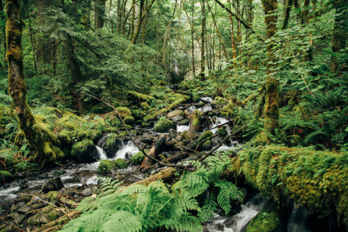 Location: Dry Creek - Cascade Locks, ORDate: June 15th, 2014