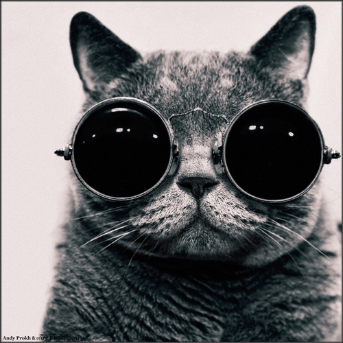 thefrogman:  This is Tomcat by Andy Prokh [vk] [h/t: fer1972]        