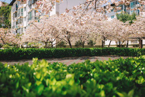 2022-04-17Spring, Cherry BlossomCanon EOS R3 + RF15-35mm f2.8L ISCanon EOS R6 + RF50mm f1.2LInstagra