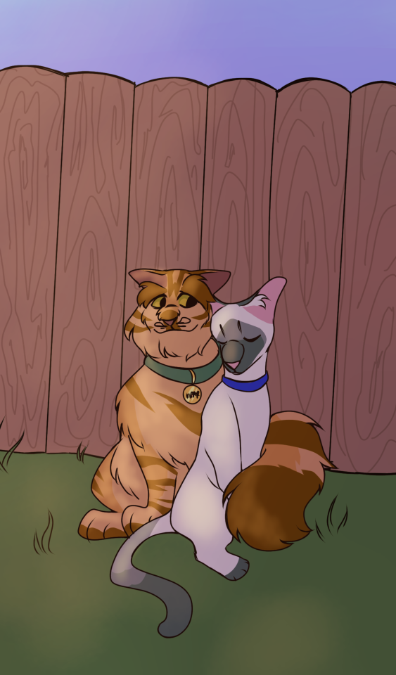 A large, fluffy ginger tom wearing a cyan collar with a gold pendant thay reads "Kipper", and a colourpoint gray tom with a dark blue collar. They are leaning on one another. They are sitting in front of a fence.