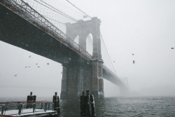 zackroif:  Snow Storm Jonas, NYC 