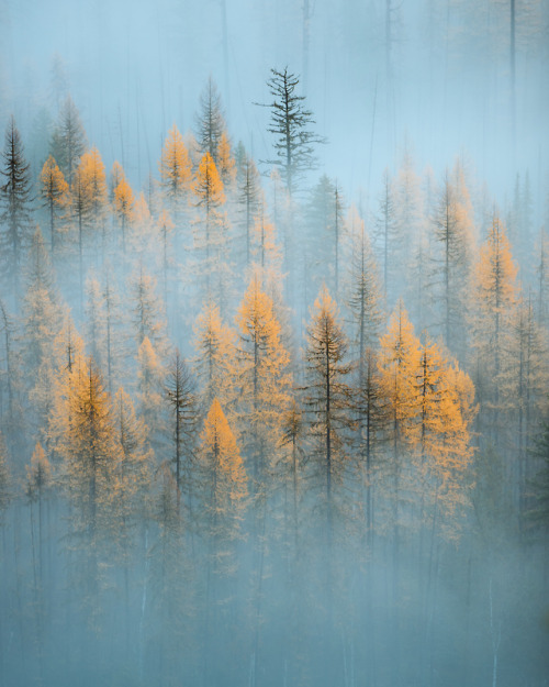 forrestmankins:larch forests