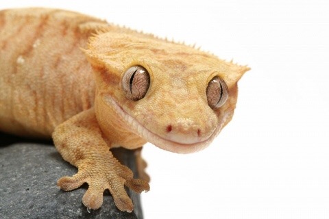 lycan-subscribe:justnoodlefishthings:I love crested geckos because they have the expression of an animal who has exactly one brain cell that dings around their skull like a Windows screen saver