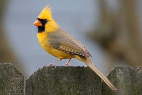 staraptor: get a load of this beautiful and extremely rare yellow cardinal that’s been spotted in al