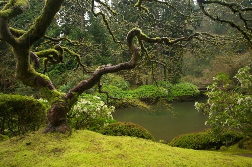 by-grace-of-god:Changing seasons of the much photographed maple tree at Portland’s Japanese Garden