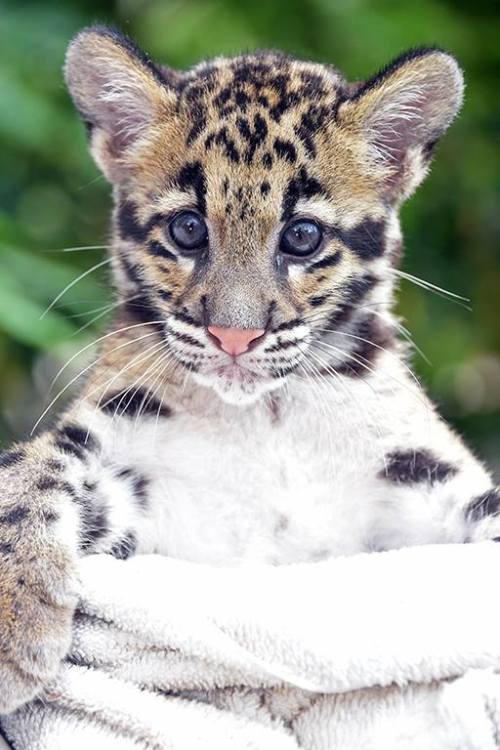 UPDATE: Zoo Miami&rsquo;s Clouded Leopard CubsThe staff at Zoo Miami knows that their fans are eager