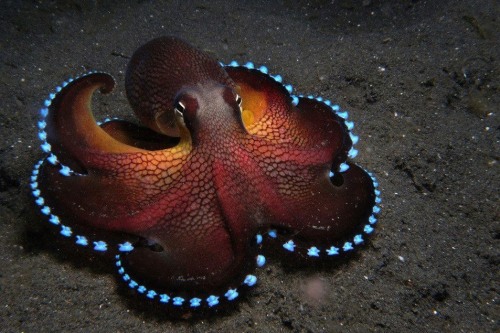 xysciences - A coconut octopus. [Click for more interesting...
