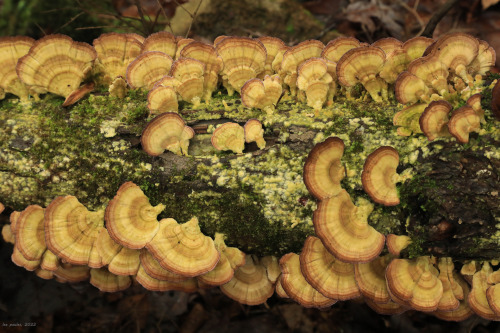 vandaliatraveler:For the mycophiles: a selection of Appalachia’s early spring fungi. Forgive m