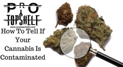 420pressnews: How To Tell If Your #Cannabis #Marijuana Is Contaminated @protopshelf