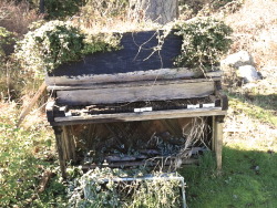 hippievanss:  found this old piano in the bushes last spring, hiking around an island. it’s been there for so long the tree is growing into it &amp; it makes me wonder who used to play it and why it’s outside 