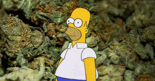 higheramerica:  When you’re the only person at the party with weed