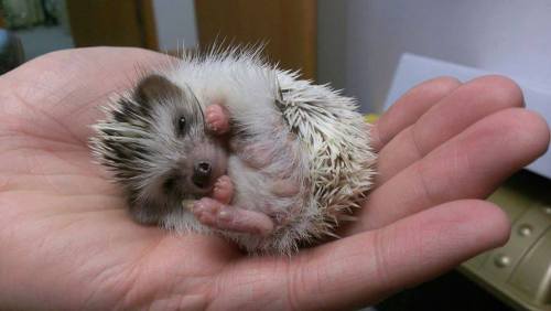 the-manipulated-dead:This is my Hobbitty hedgehog, Pippin! He’s a little bigger now, but these are h