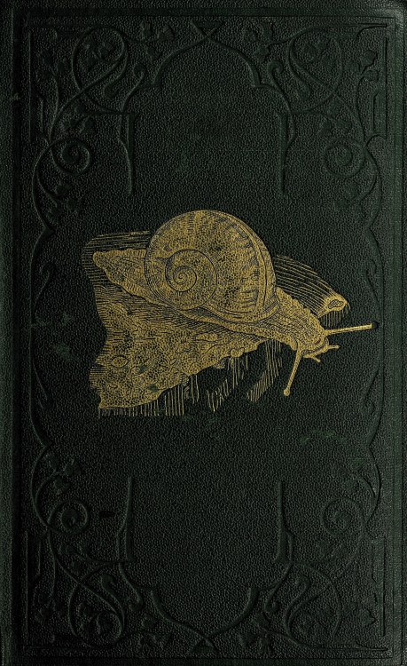 nemfrog:Cover snail. A plain and easy account of the land and fresh-water mollusks of Great Britain.