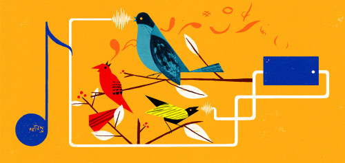 I drew some birds for the New Yorker website.