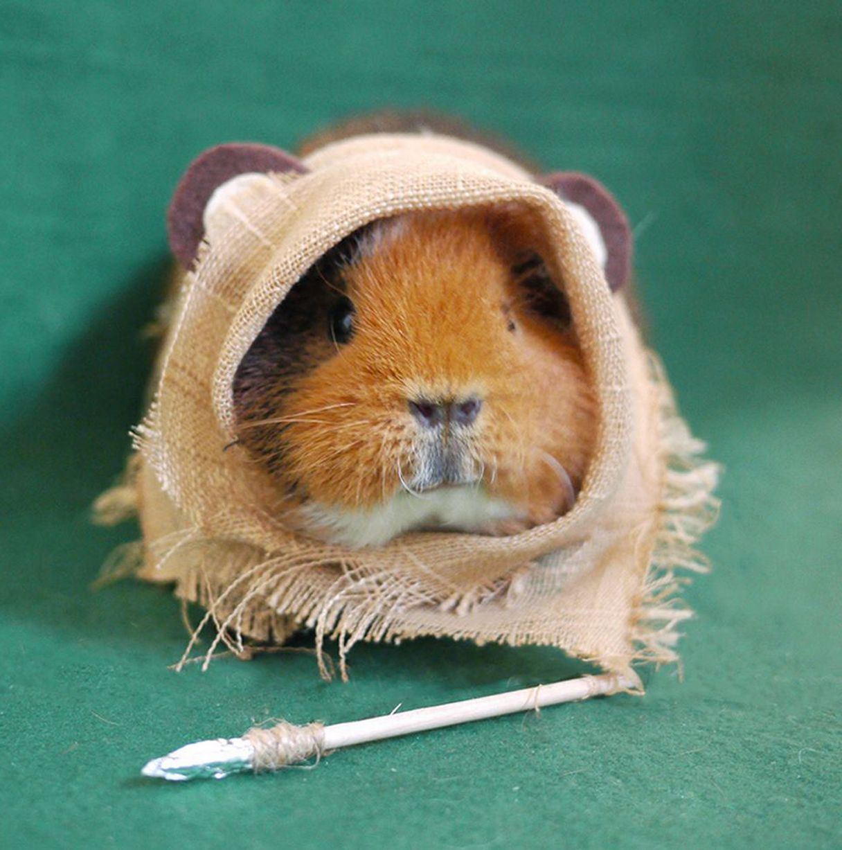 reallycuteanimalpictures:  www.mirror.co.uk