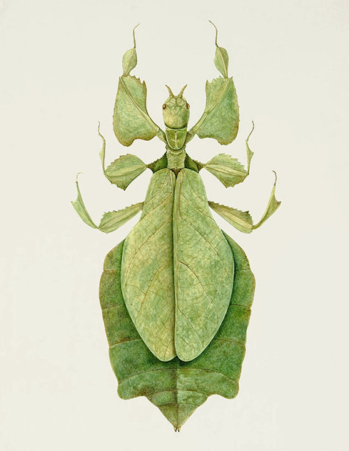 theartfulgene: A leaf insect, seriously, if someone can teach you about camouflage it must be this g