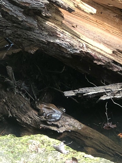 @noboneslefttosave , spotted this big ole good boy while out on the last hike of