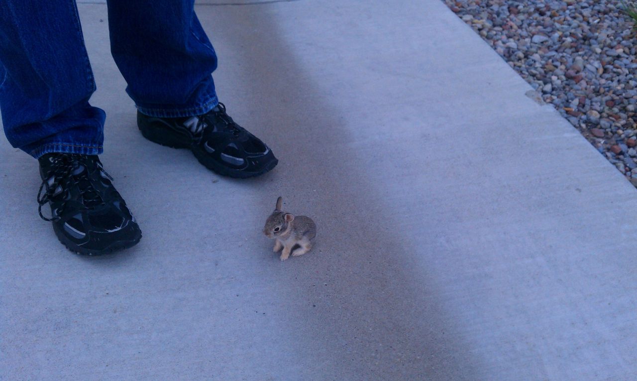 iyduskul:stunningpicture:Found this super cute little guy wandering about abandoned.wtf?