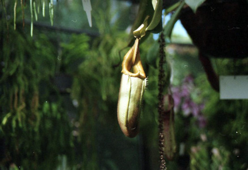 pitcher plants // 35mm film