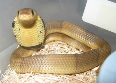exotic-venom: (Naja annulifera) Banded Egyptian cobra, snouted cobra  (juvenile) 