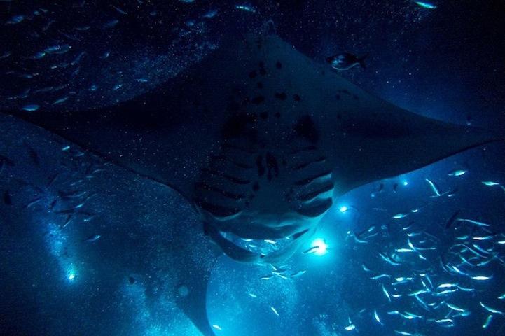 mymodernmet:  Portland-based photographer Mako Miyamoto ventured underwater to capture