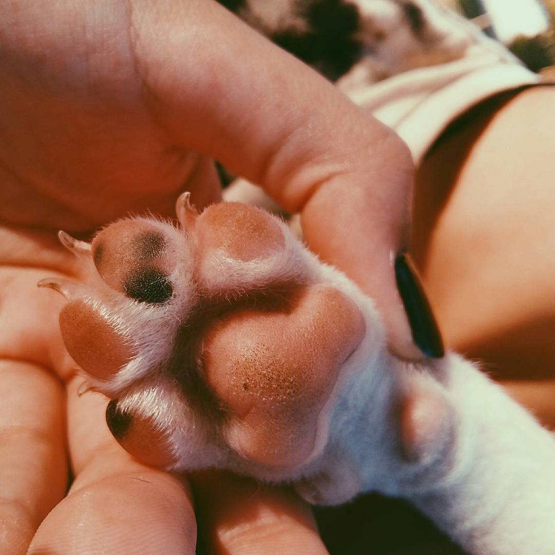 LITTLE BEAR